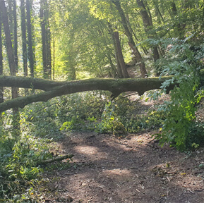 Hindernis am Wanderweg